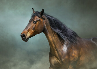 Beautiful bay horse on dust background