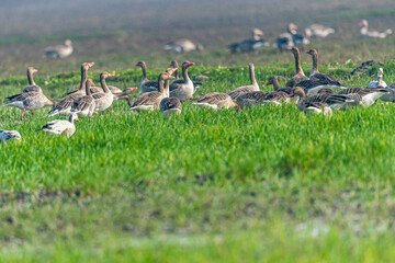 A flock of Greylag goose