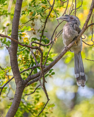A grey hornbill perching on a branch