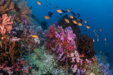 Plakat Coral Reef Andaman soft coral Thailand 