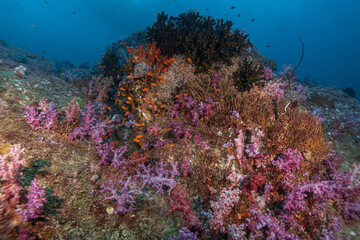 Fototapeta na wymiar Coral Reef Andaman soft coral Thailand 