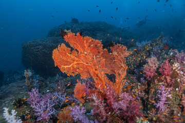 Coral Reef Andaman soft coral Thailand 