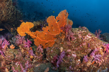 Naklejka na ściany i meble Coral Reef Andaman soft coral Thailand 