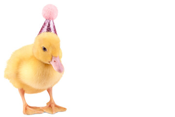 Cute duckling in birthday hat isolated on transparent background, copy space.