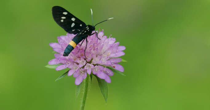 The nine-spotted moth or yellow belted burnet (Amata phegea, formerly Syntomis phegea)