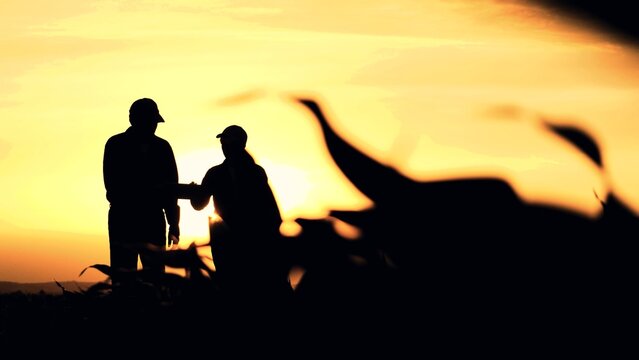 silhouette two farmers work tablet sunset, farming teamwork group people contract handshake agreement sunset corn wheat, couple farmland shining walking ground meeting brightly concept background