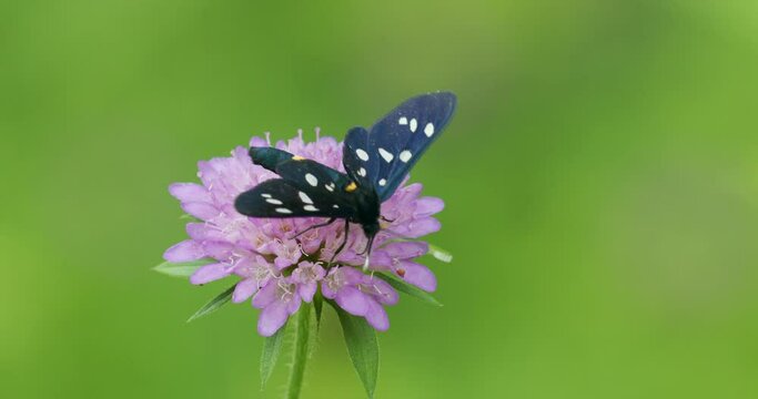 The nine-spotted moth or yellow belted burnet (Amata phegea, formerly Syntomis phegea)