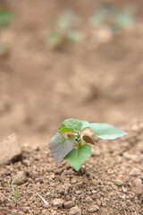 Sweet potato seedlings grown in farmland