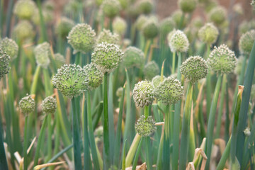 Cultivated scallion seeds are about to mature