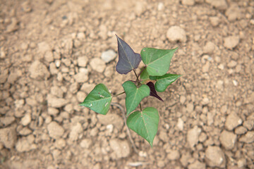 Close-up of a well growing sweet potato seedling