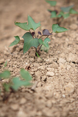 Close-up of a well growing sweet potato seedling