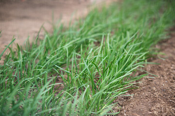 Vigorous growth of chives outdoors