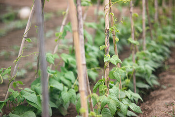 Bean sprouts climbing up the vine