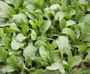 Top up close-up of water radish planted