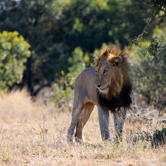 a mature male lion in the wild