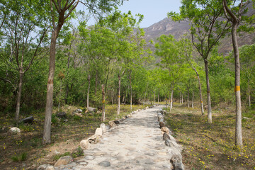 The Small Forests in the North in Spring