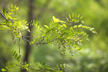 Close-up of locust flowers on branches