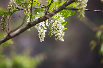 The blooming and vigorous locust flowers