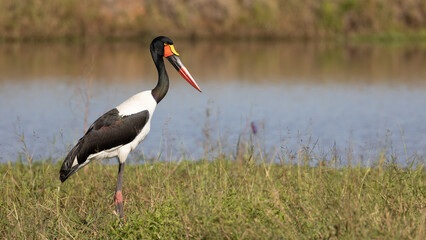 a saddle-billed stork at a waterhole
