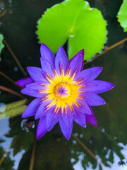 water lily in the pond