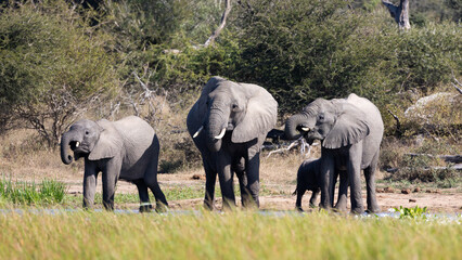 African elephants at the waterhole