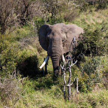 a big African elephant bull