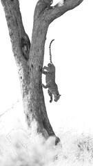 a leopard descending from a tree