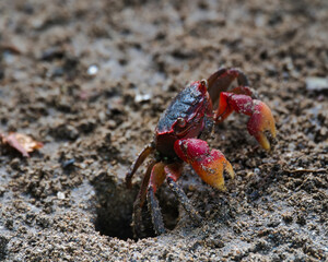 Red Claw Crab near the beach in the dark soil digging its hole, Mahe Seychelles