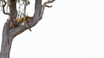 leopard resting in a tree