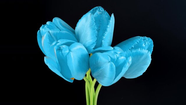 Beautiful bouquet of blue tulips on a black background. Timelapse of blue tulip flowers opening. Springtime. Mother's day, Holiday, Love, birthday, Easter background