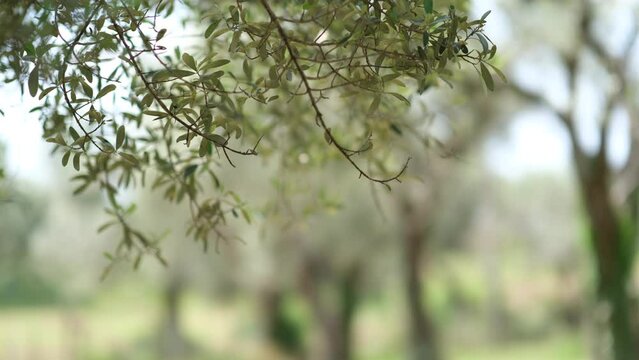 Plantation of green olives in Albania. Olives trees branch moving on wind. Extra virgin olive oil production