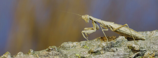 The female praying mantis sits on tree branch masquerading against its background and turns its head looking around. Crimean praying mantis (Ameles heldreichi)