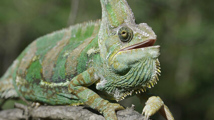 Close-up of disgruntled elderly chameleon walking along thorny branch of tree opening its mouth and looks at camera. Veiled chameleon, Yemen chameleon or Cone-head chameleon (Chamaeleo calyptratus)