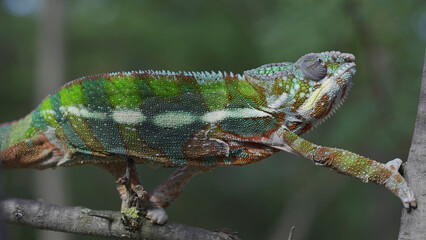 Bright Panther chameleon (Furcifer pardalis) climbing tree branches