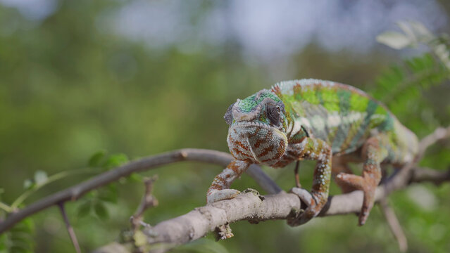 Green chameleon walks along branch and looksat around on bright sunny day on the green trees background. Panther chameleon (Furcifer pardalis). Front side
