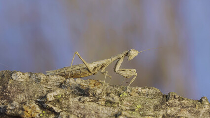 The female praying mantis sits on tree branch masquerading against its background and turns its head looking around. Crimean praying mantis (Ameles heldreichi)
