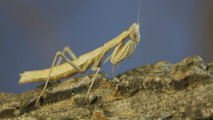 The female praying mantis sits on tree branch masquerading against its background and turns its...
