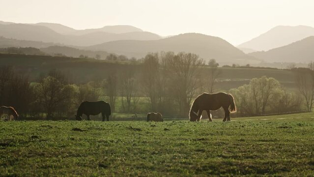 Horses grazing in pasture at beautiful mountain countryside landscape in summer 