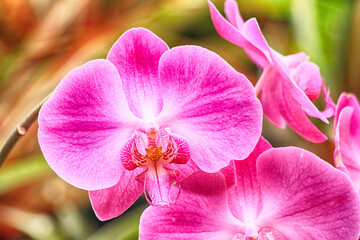 orchid flower texture