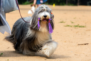 The Bearded Collie, or Birdie, is a herding dog breed. At a dog show.