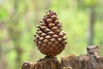 One pine cedar cone on a green tree branch on a sunny day