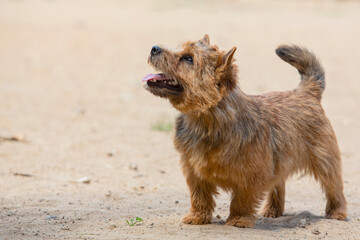 Dog breed Norwich Terrier close-up on a sandy background