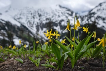 Glacier Lilies close up. Snow covered mountains and dramatic sky. North Cascades National Park. Washington State. United States of America