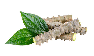 Tinospora crispa on transparent png