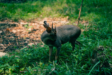 Brown-brocket Deer Mazama gouazoubira looking to the camera in a summer day.