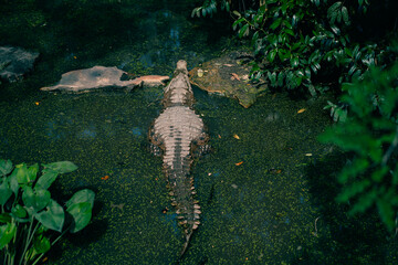 Looking down on an alligator head in green water