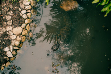 Looking down on an alligator head in green water