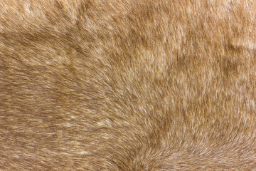 Background from brown red deerskin. The skin of a short-haired red artiodactyl.