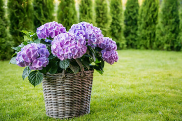 The basket pot filled with lush hydrangea blooms