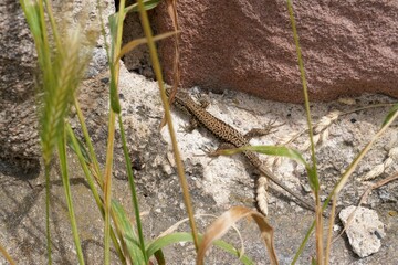 Stein, Burg, Eidechse